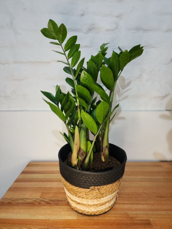 Zamioculca o planta del dinero con cesto