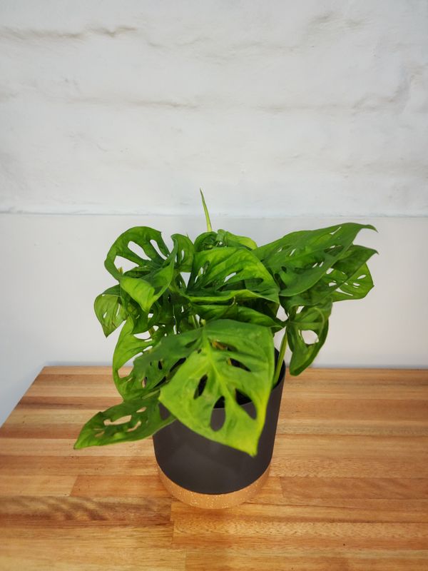 Monstera adansonni con maceta