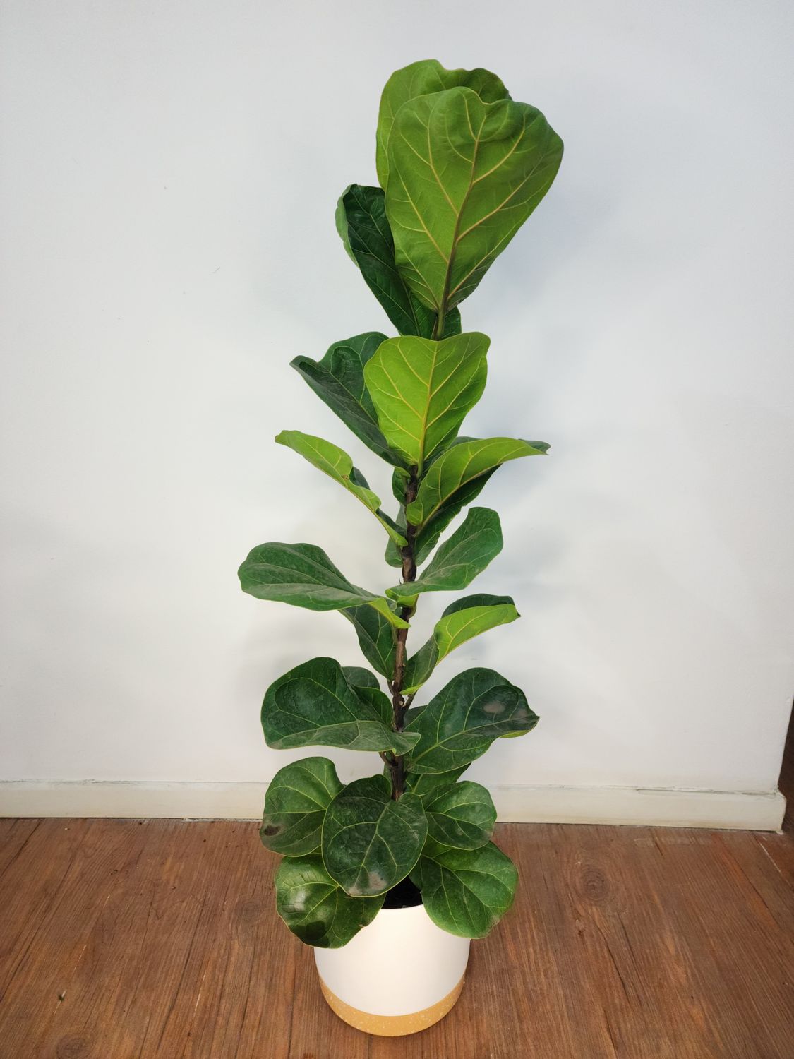 Ficus lyrata con maceta 1m aprox