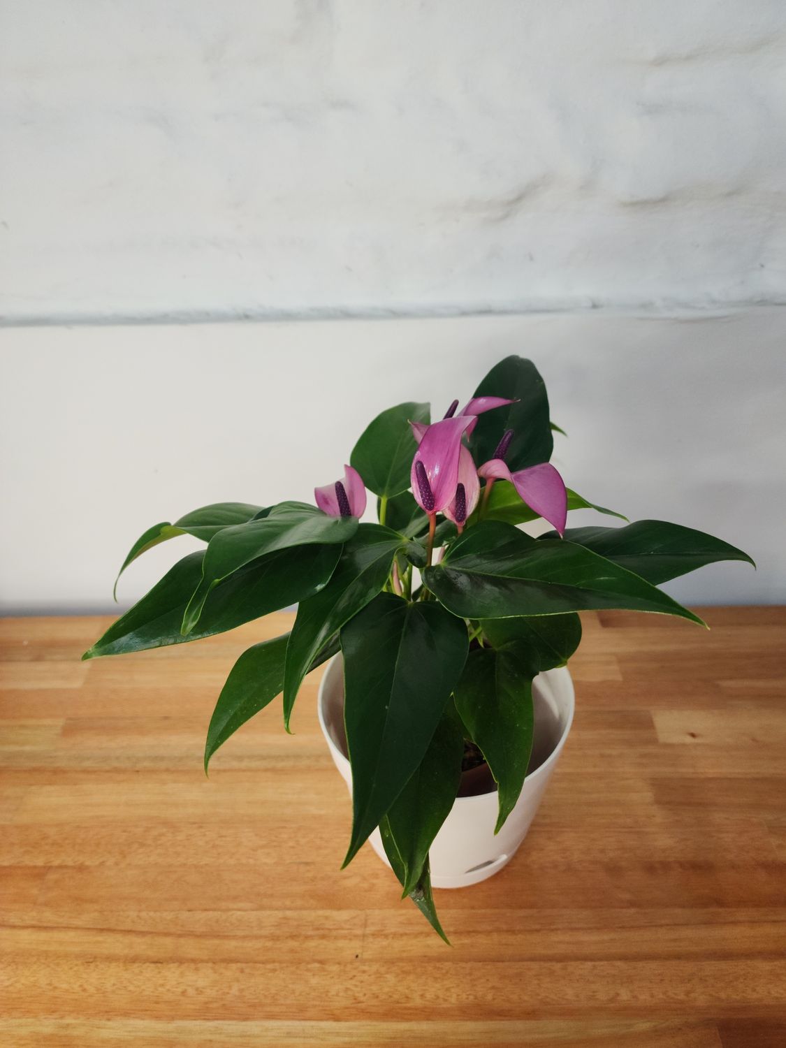 Anturio rosa con maceta