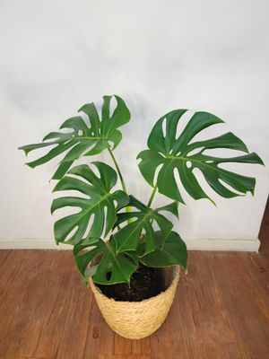 Monstera con cesto