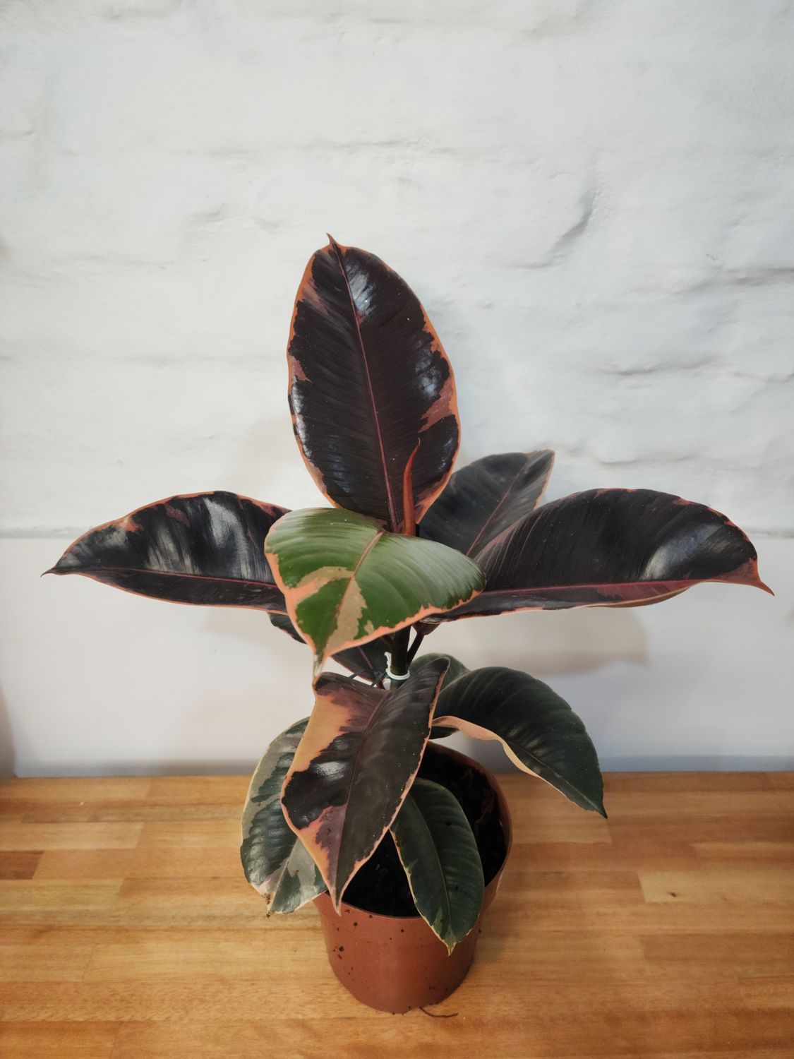 Ficus gomero Ruby 60cm aprox