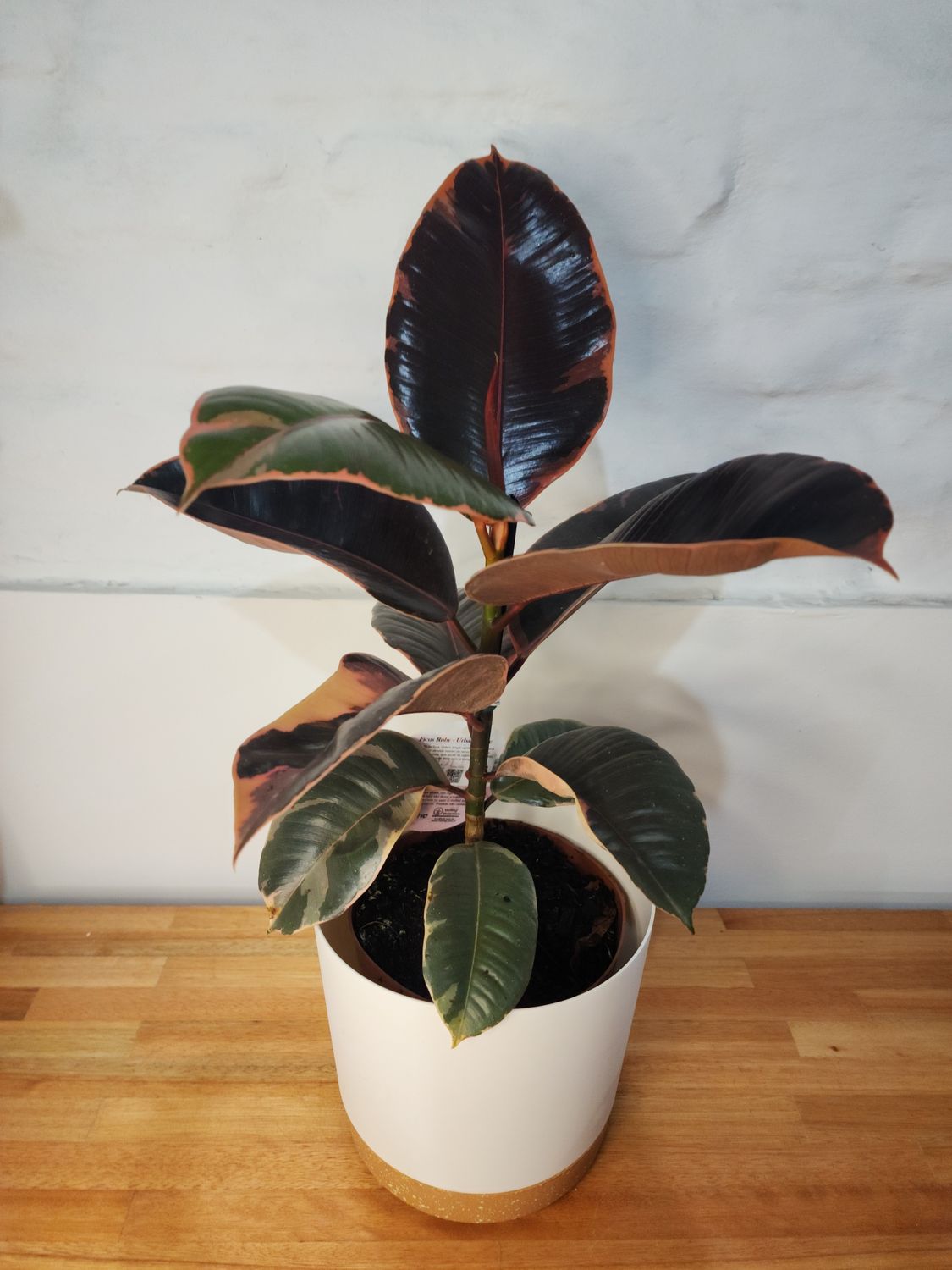Ficus gomero ruby con maceta  60cm