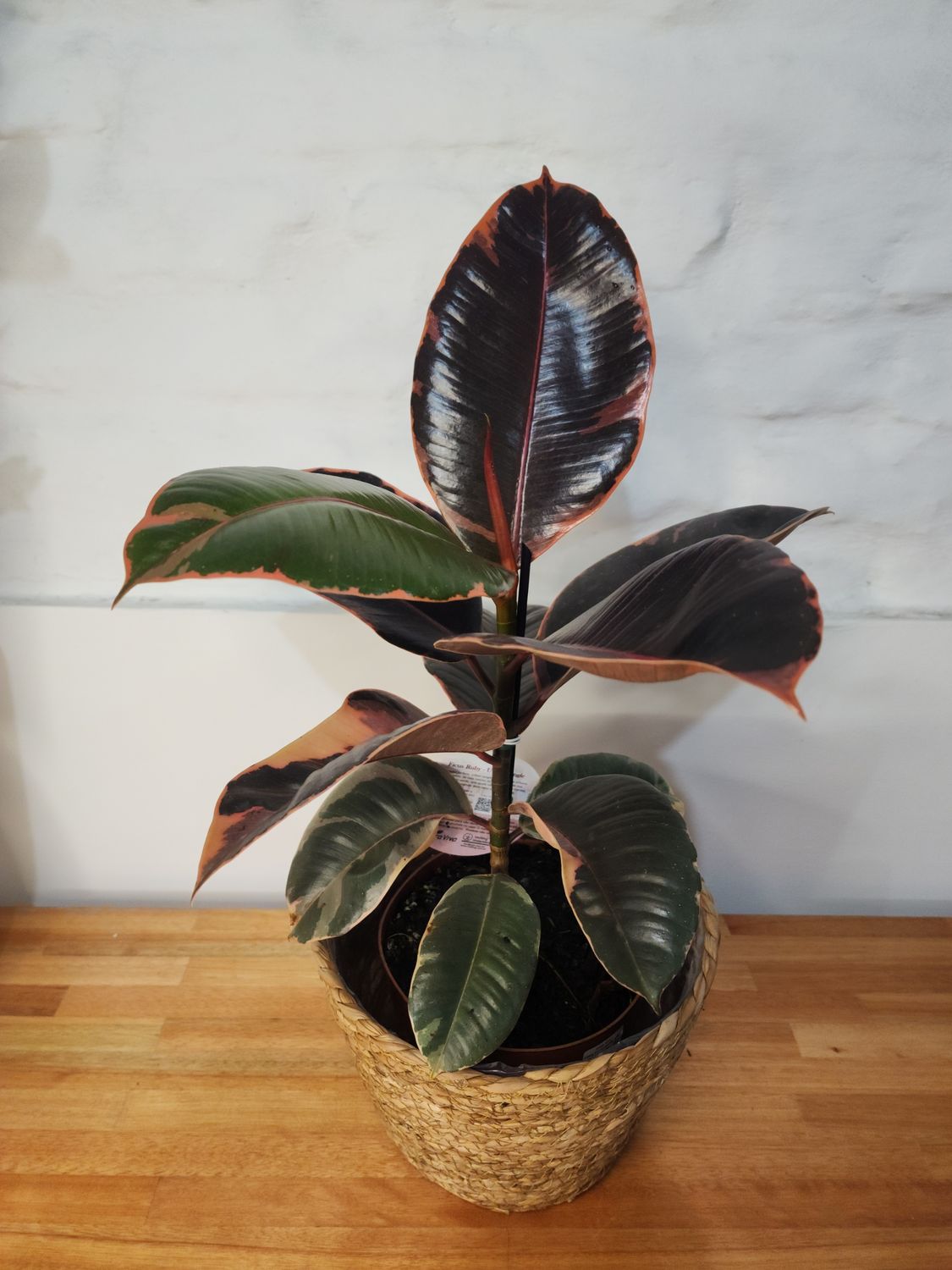 Ficus gomero ruby con cesto 60cm aprox