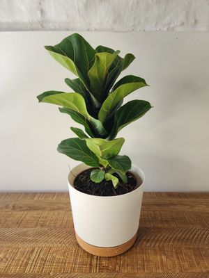 Ficus lyrata 50cm con maceta
