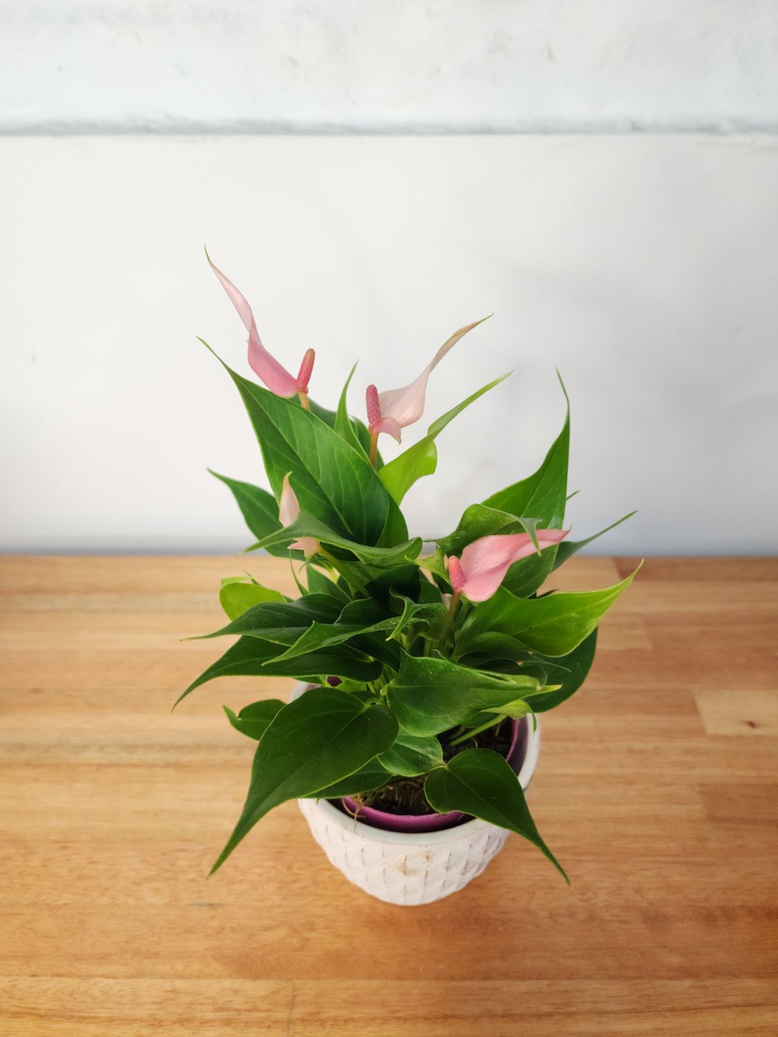  Anturio rosa con maceta cerámica 