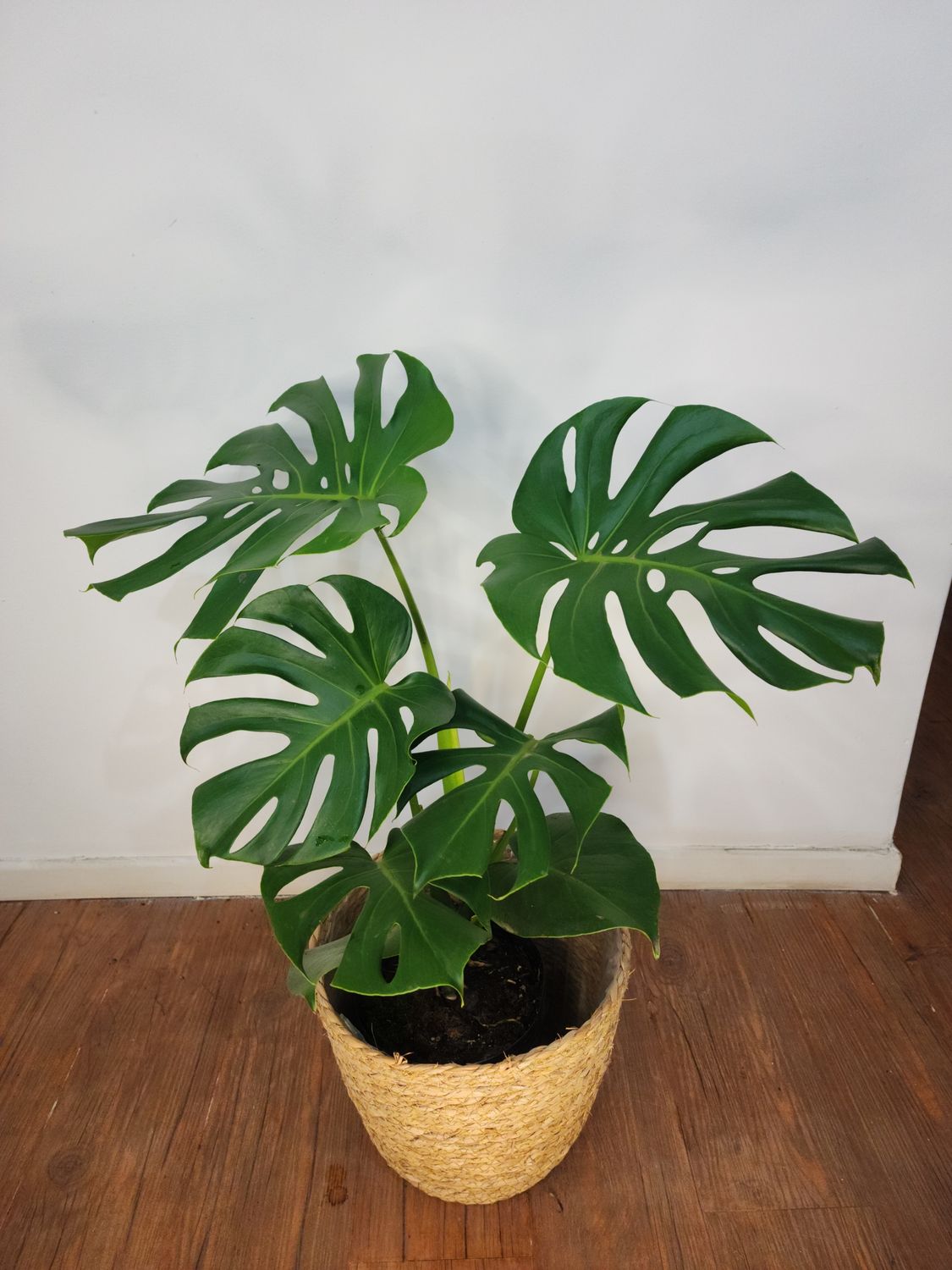 Monstera o Esqueleto de caballo con cesto