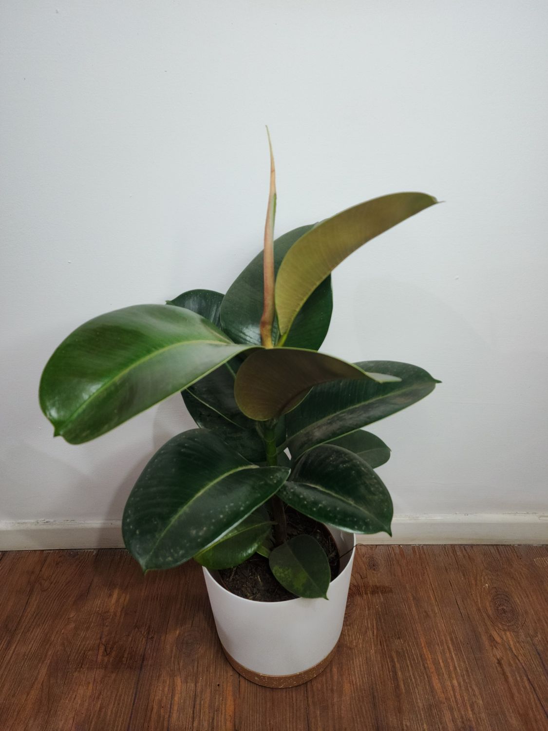 Ficus gomero verde mini con maceta 70 cm