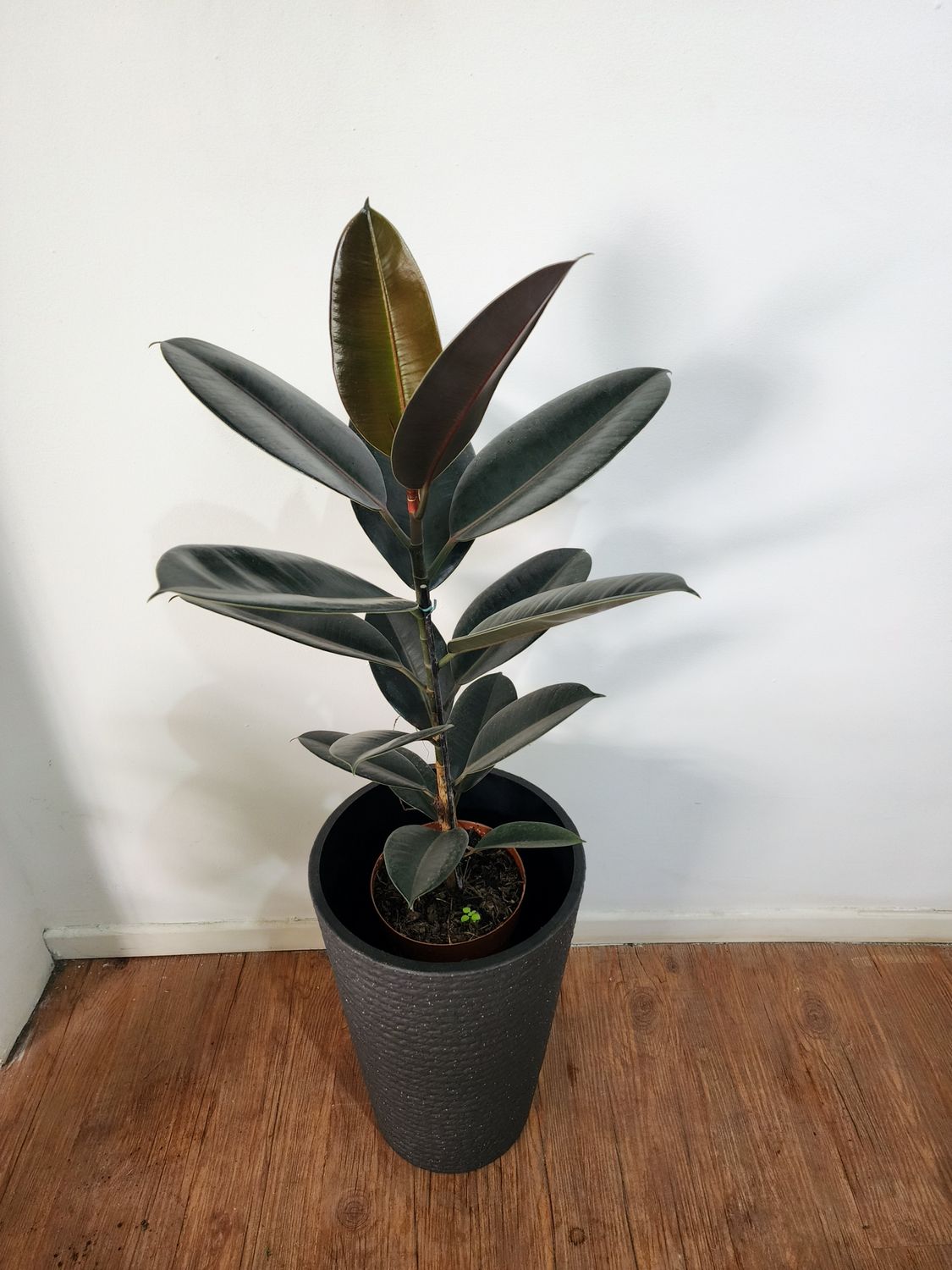 Ficus gomero negro con maceta XL
