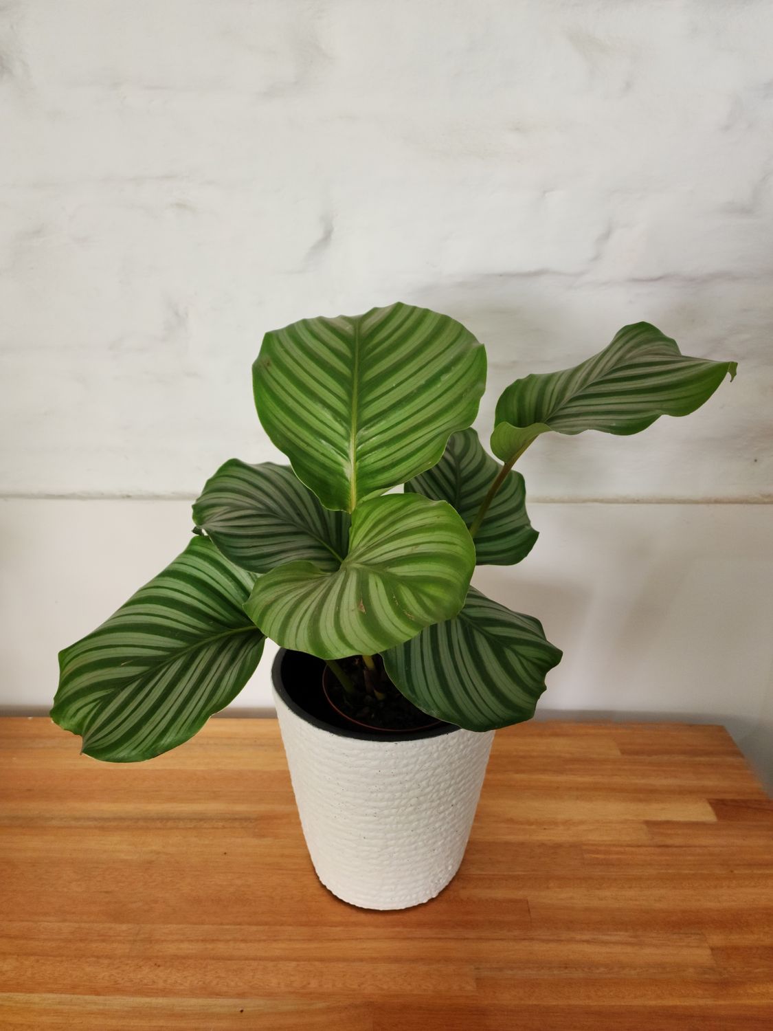 Calathea orbifolia con maceta