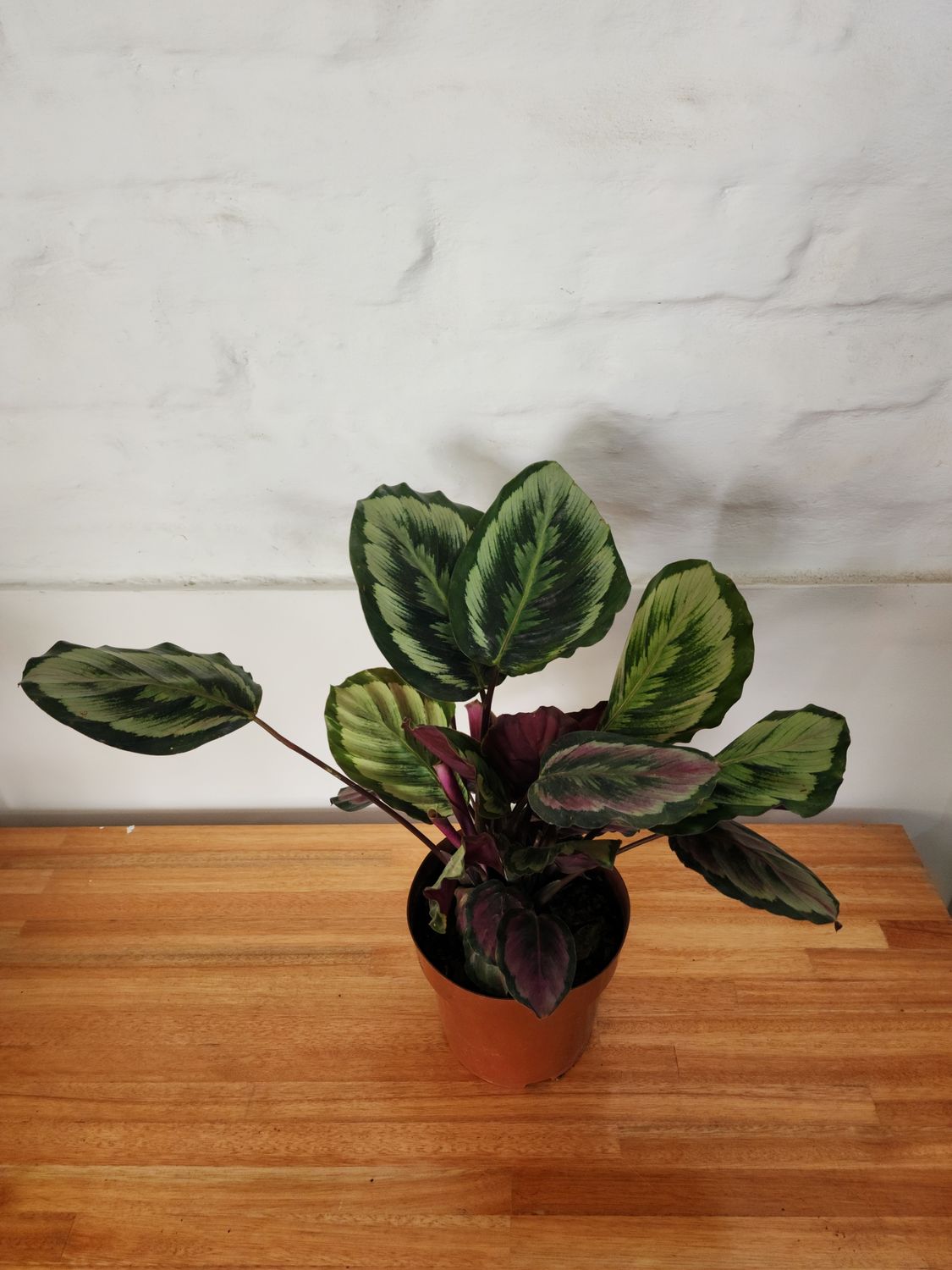 Calathea roseopicta
