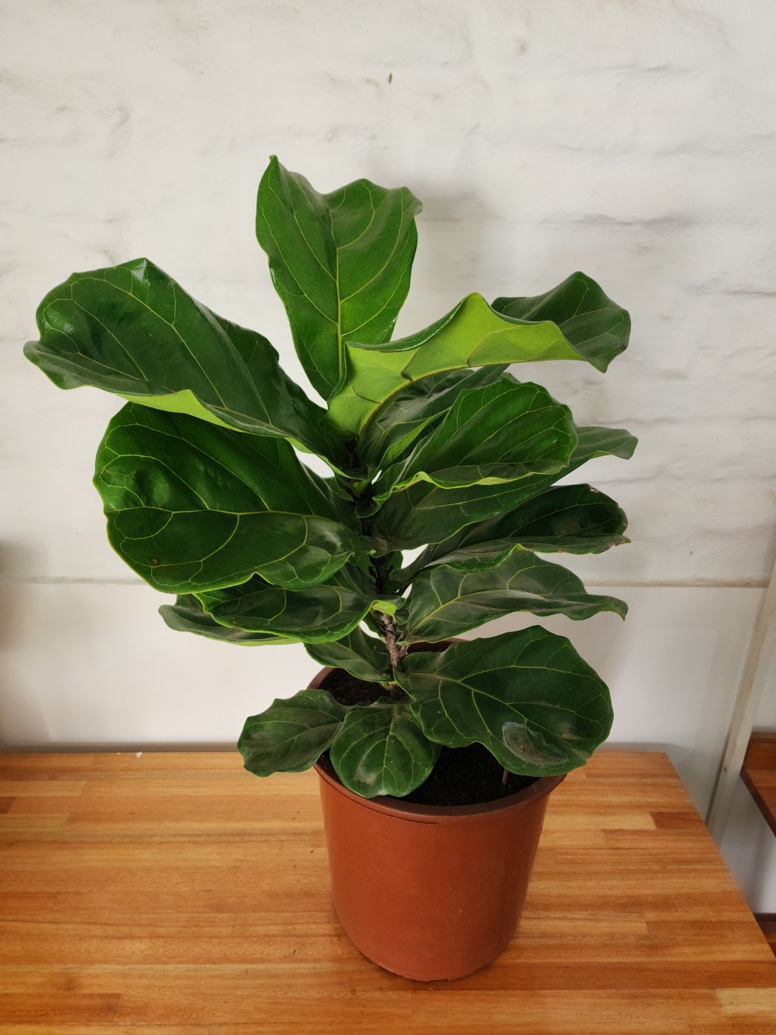 Ficus lyrata 