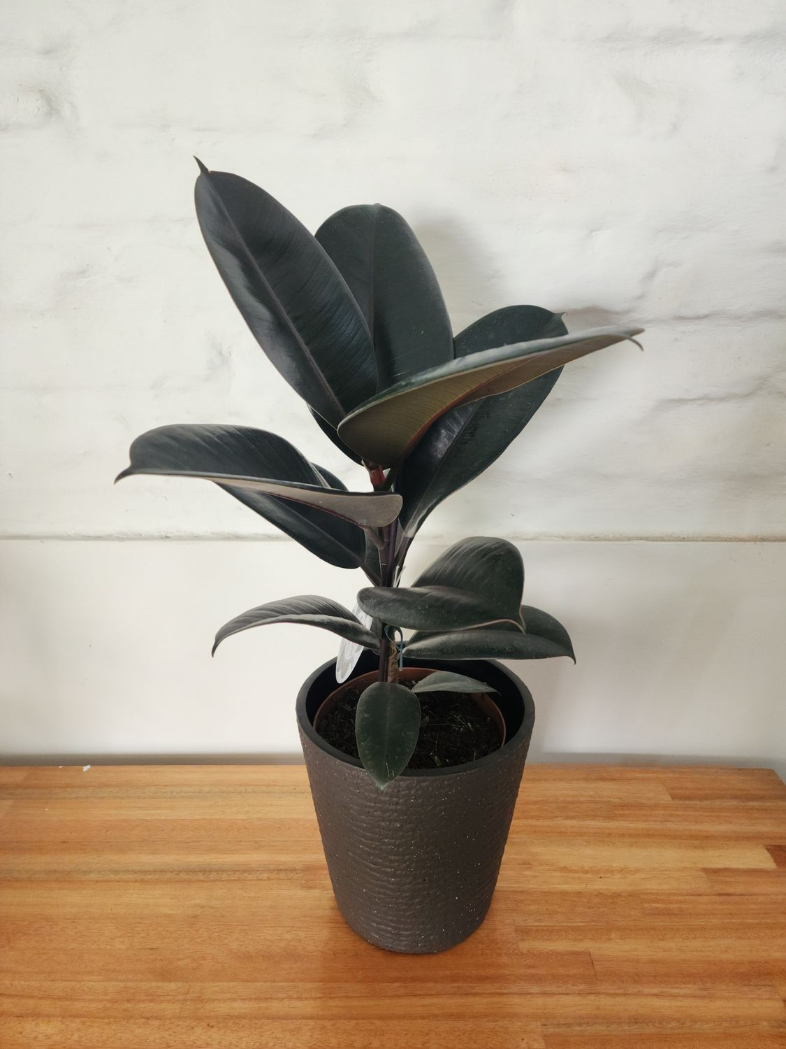 Ficus gomero con maceta 