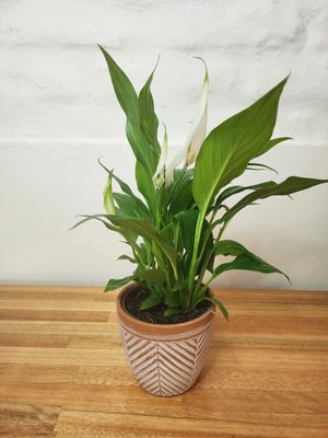 Spatifilum con maceta