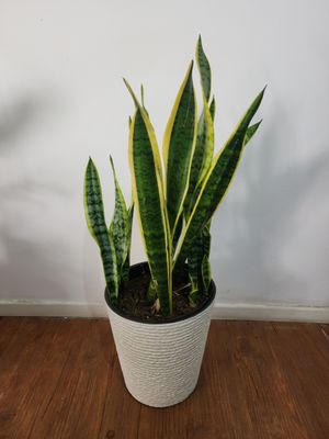 Espada de San Jorge borde amarillo con maceta 80cm aprox 