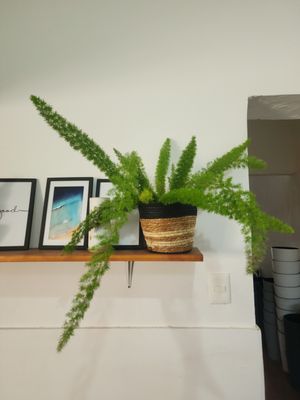 Helecho cola de zorro con cesto