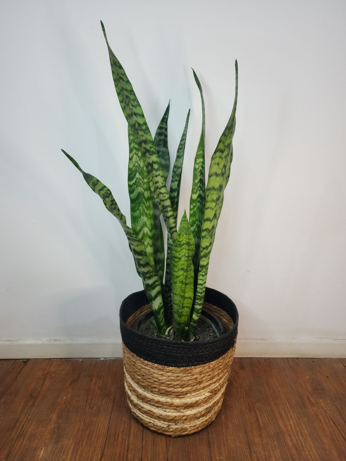 Espada de San Jorge con cesto