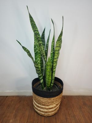 Espada de San Jorge con cesto