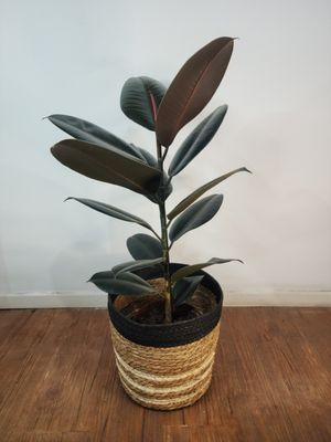 Ficus gomero negro con cesto 85cm aprox