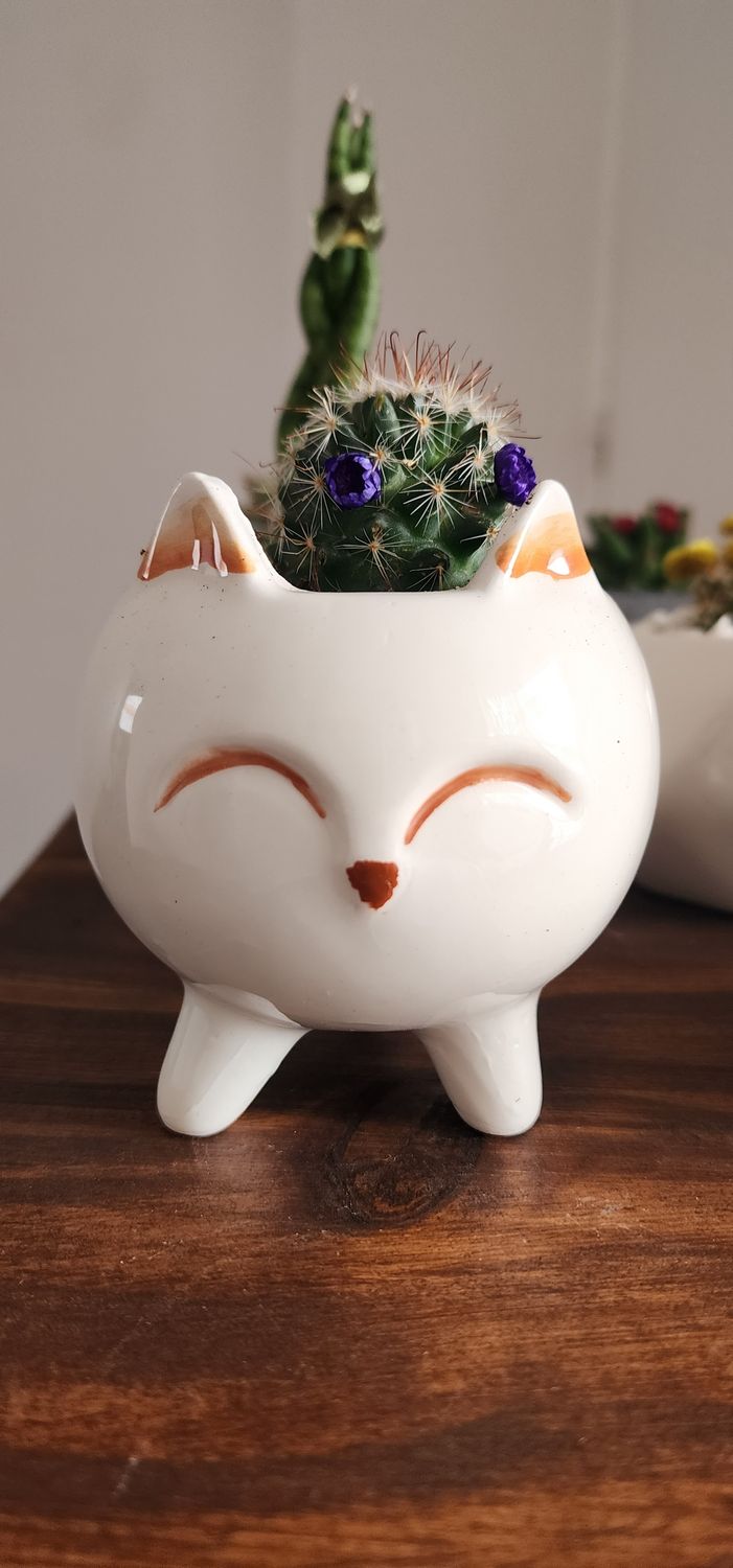 Maceta animalito con cactus variados