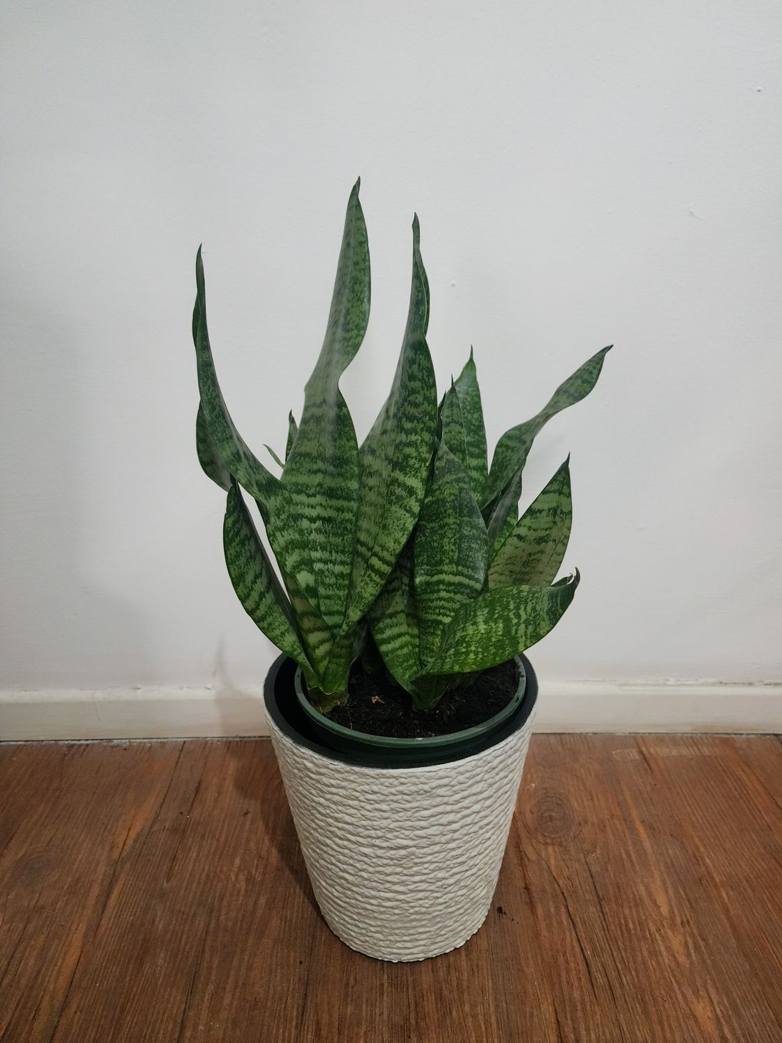Espadas con maceta S 60cm apox