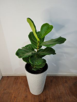 Ficus Lyrata XL con maceta 1m aprox