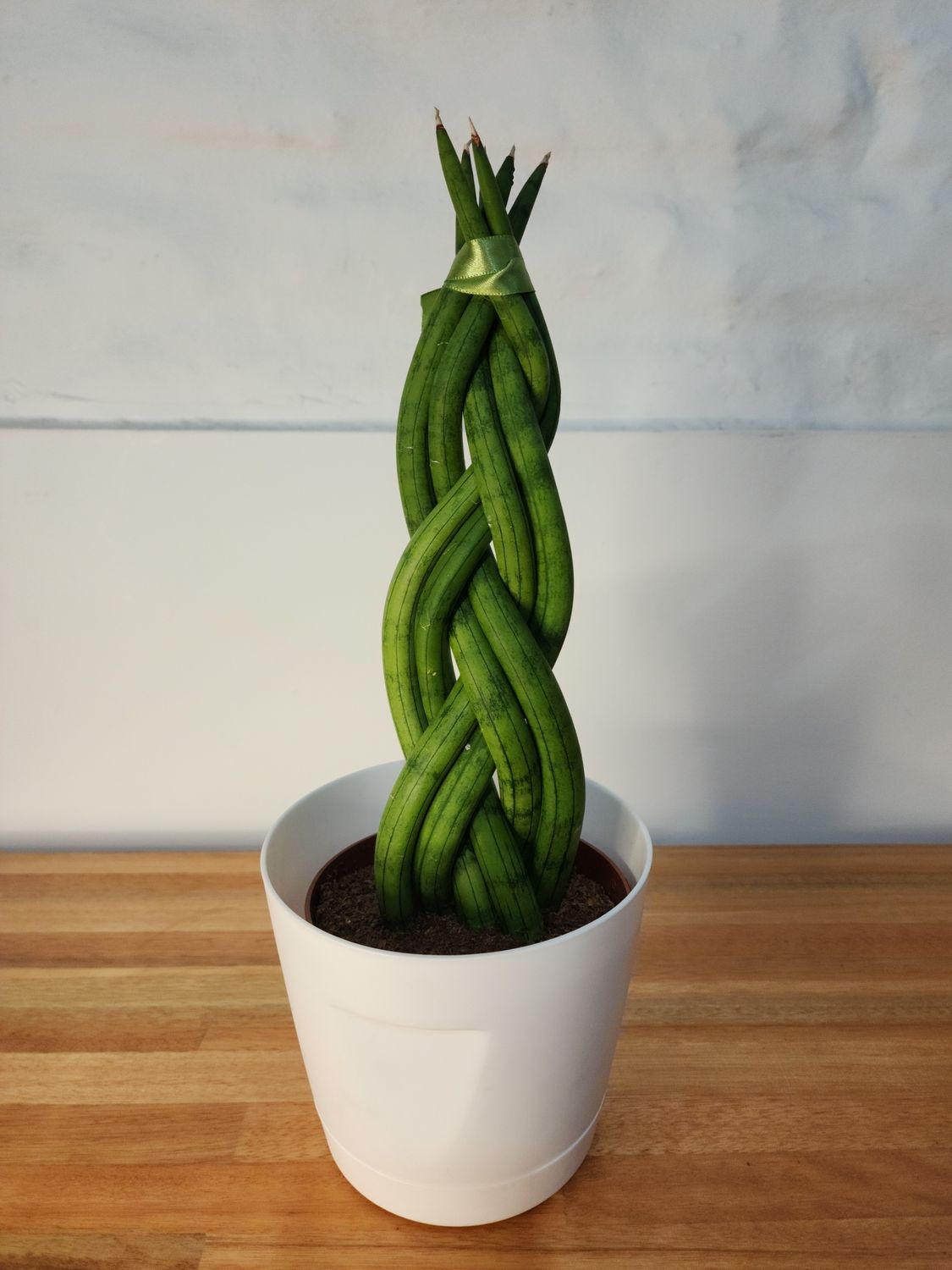 Sansevieria trenzada en maceta 