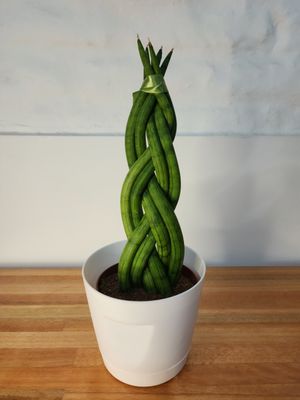 Sansevieria trenzada en maceta 
