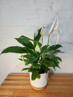 Spatifilum L con maceta