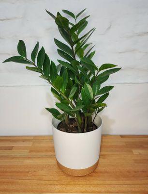 Zamioculca con maceta