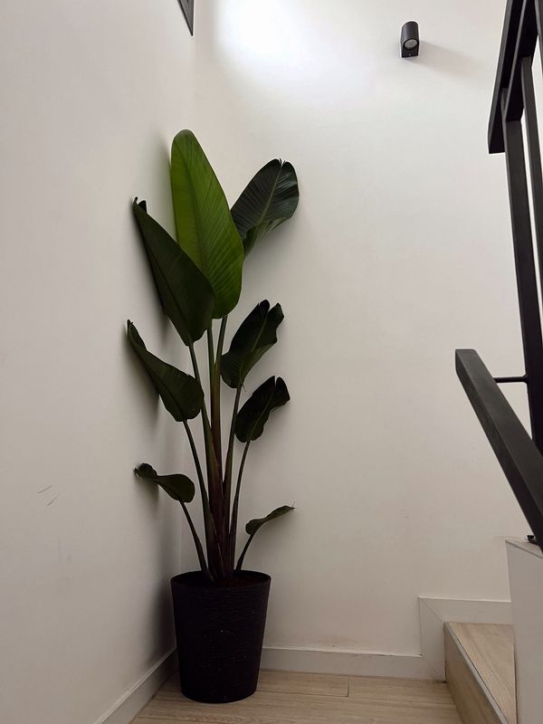 Sterlitzia nicola con maceta XL 1.5m