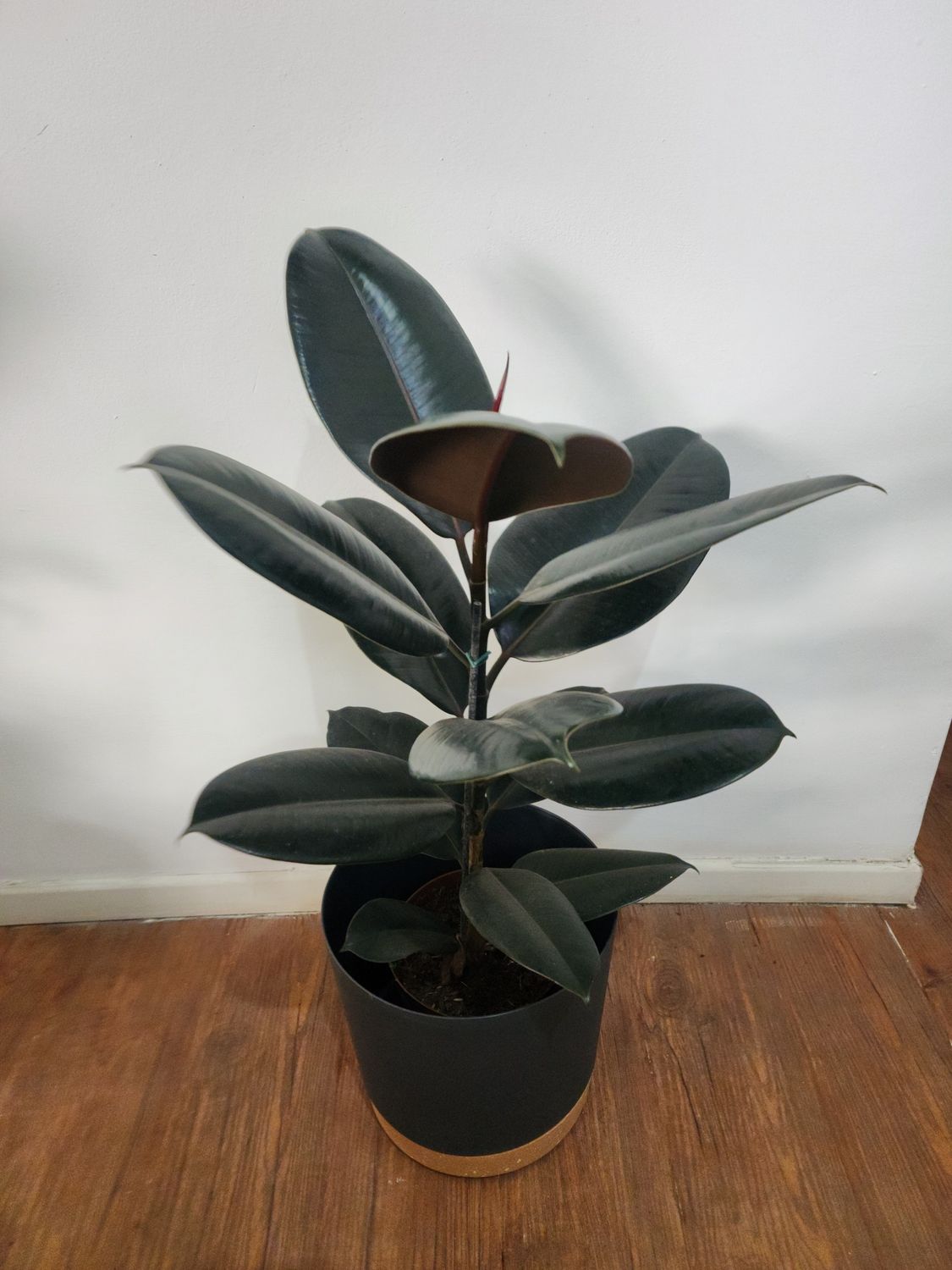 Ficus gomero con maceta  