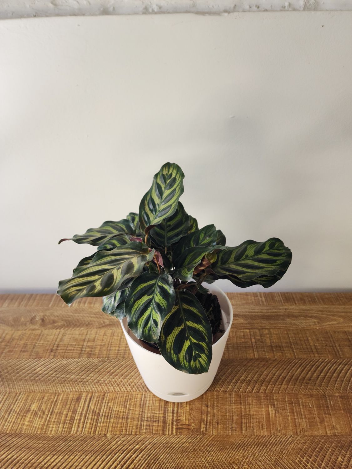Calathea makoyana con maceta blanca