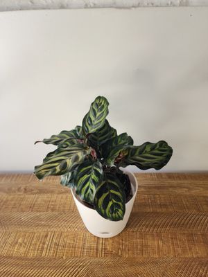 Calathea makoyana con maceta blanca