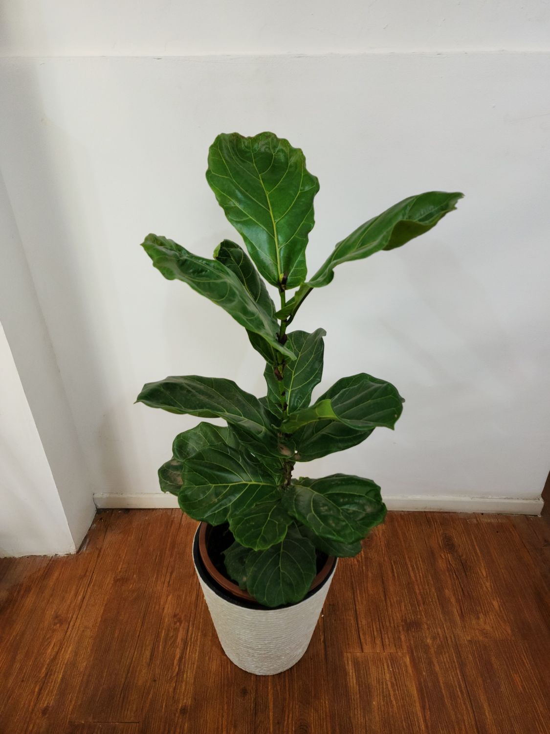 Ficus Lyrata L con maceta 1m aprox