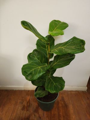 Ficus lyrata 70cm aprox
