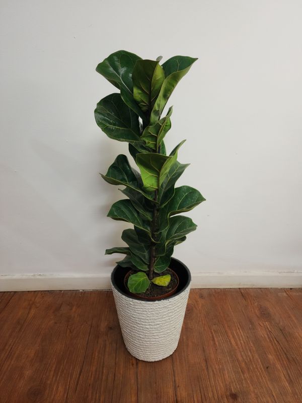 Ficus lyrata bambino L 70cm con maceta