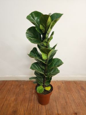 Ficus Lyrata bambino L 75cm