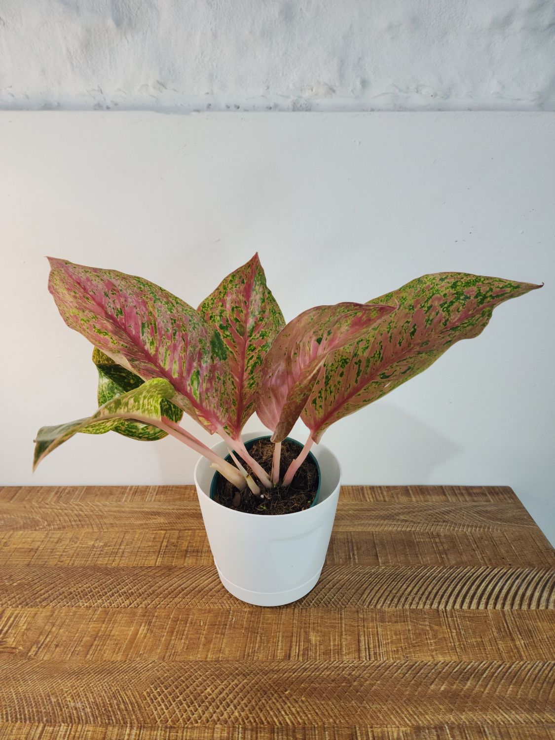 Aglaenoema con maceta 