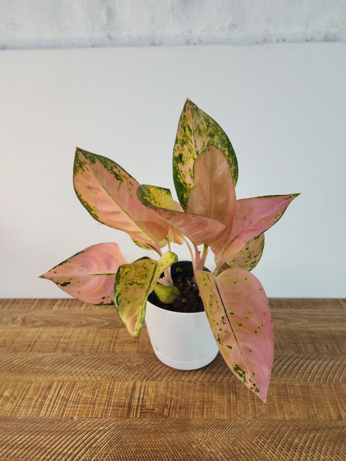 Aglaeonema con maceta