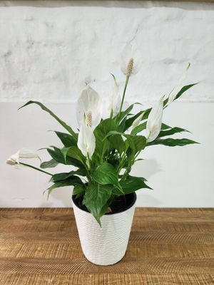 Spatifilum con maceta M