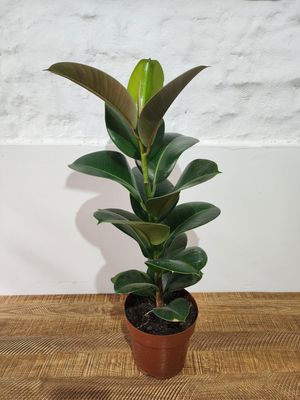 Ficus gomero verde 75 cm aprox.