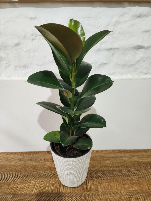 Ficus gomero verde mini con maceta 75 cm