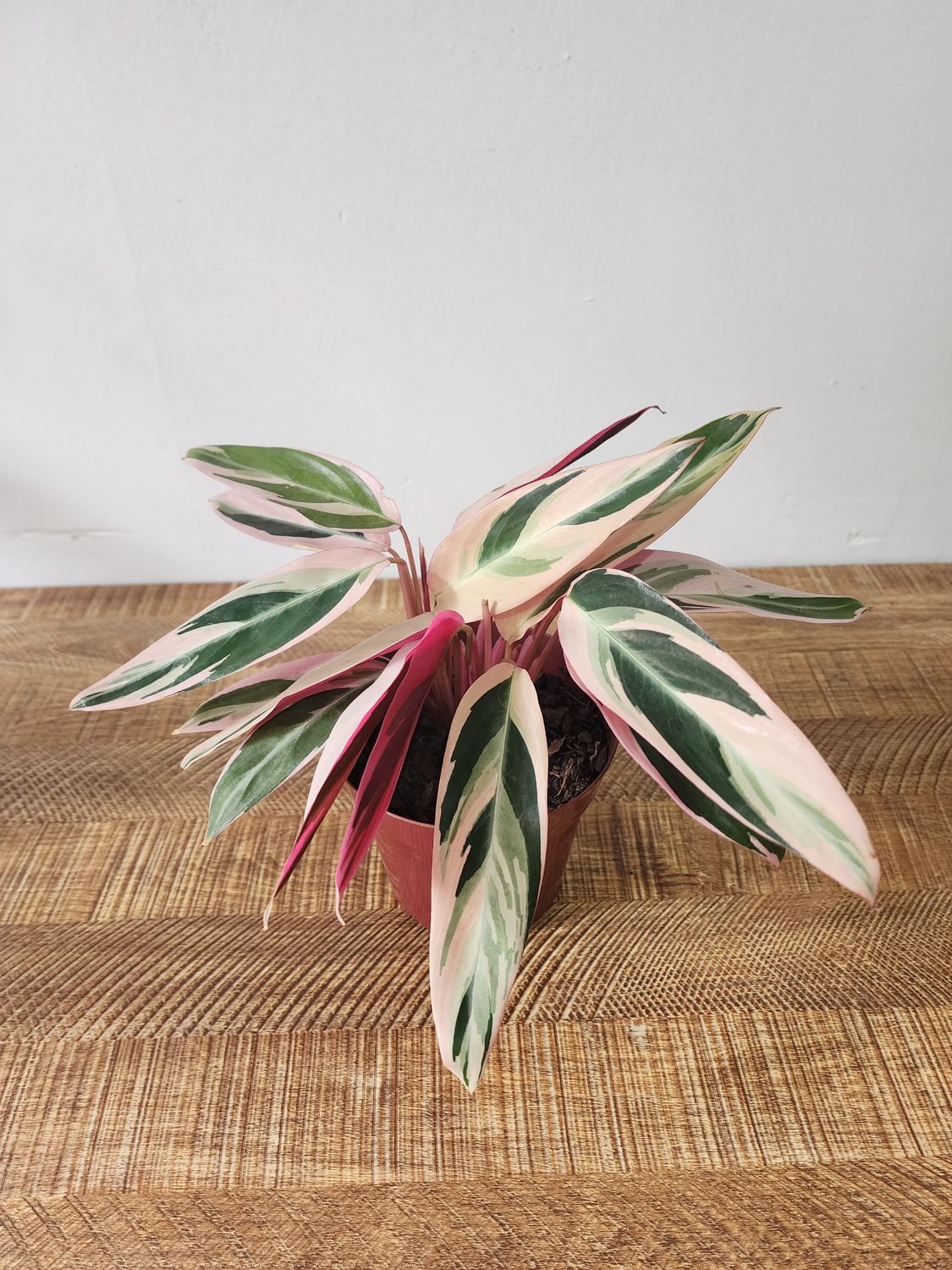 Calathea triostar chica