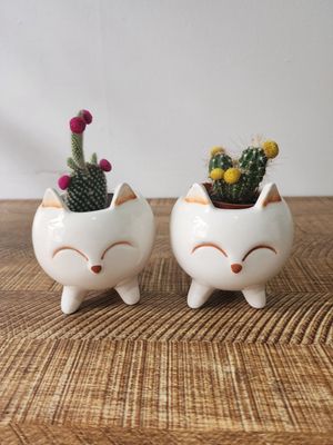 Maceta animalito con cactus variados