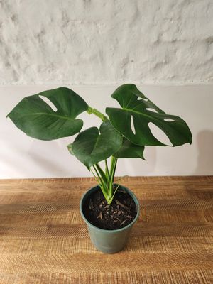 Monstera deliciosa / Esqueleto de caballo