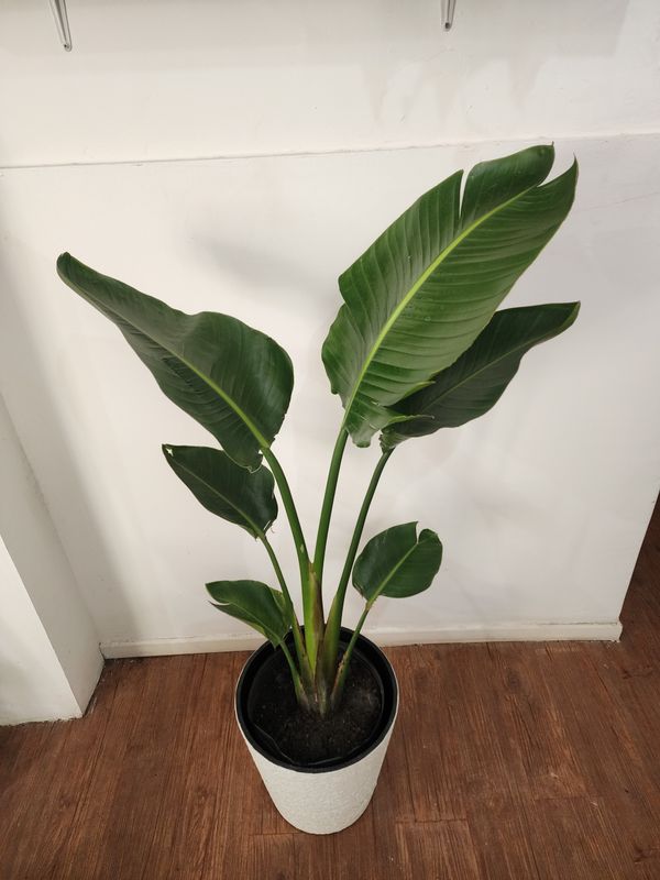 Sterlitzia nicola con maceta XL 1.6m