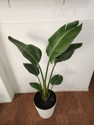 Sterlitzia nicola con maceta XL 1.6m