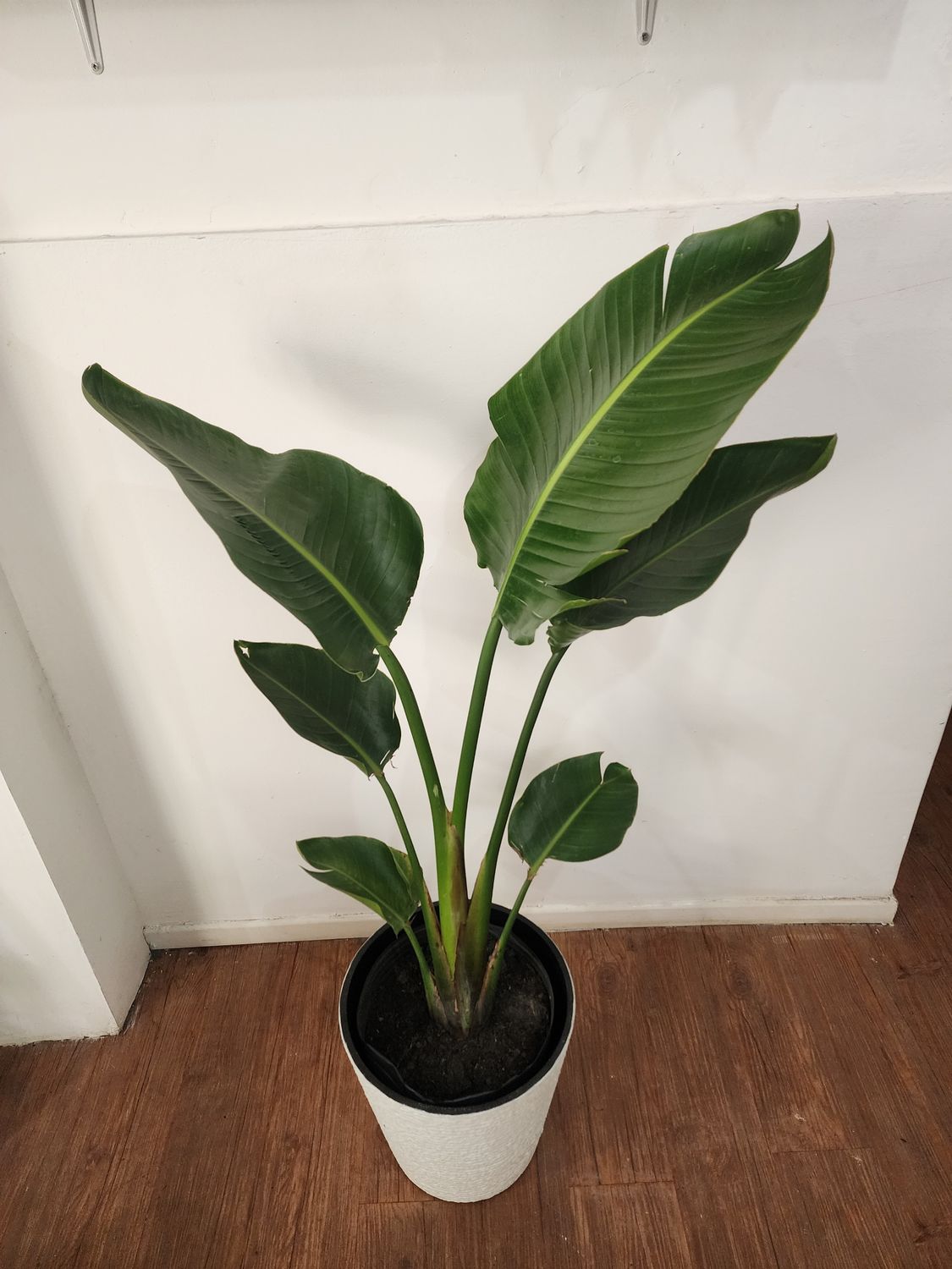 Sterlitzia nicola con maceta XL 1.6m