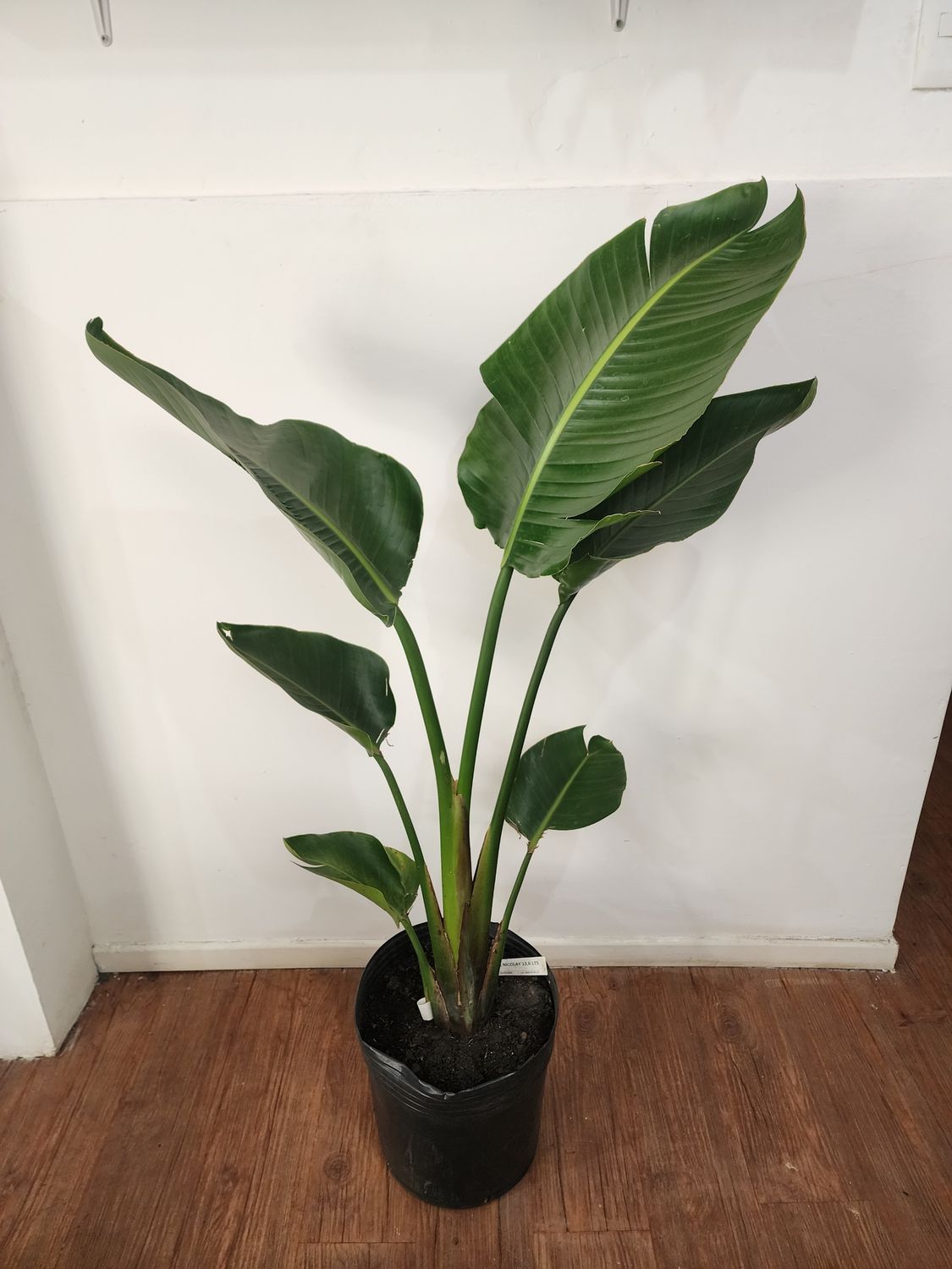 Sterlitzia nicolai 1.4m aprox